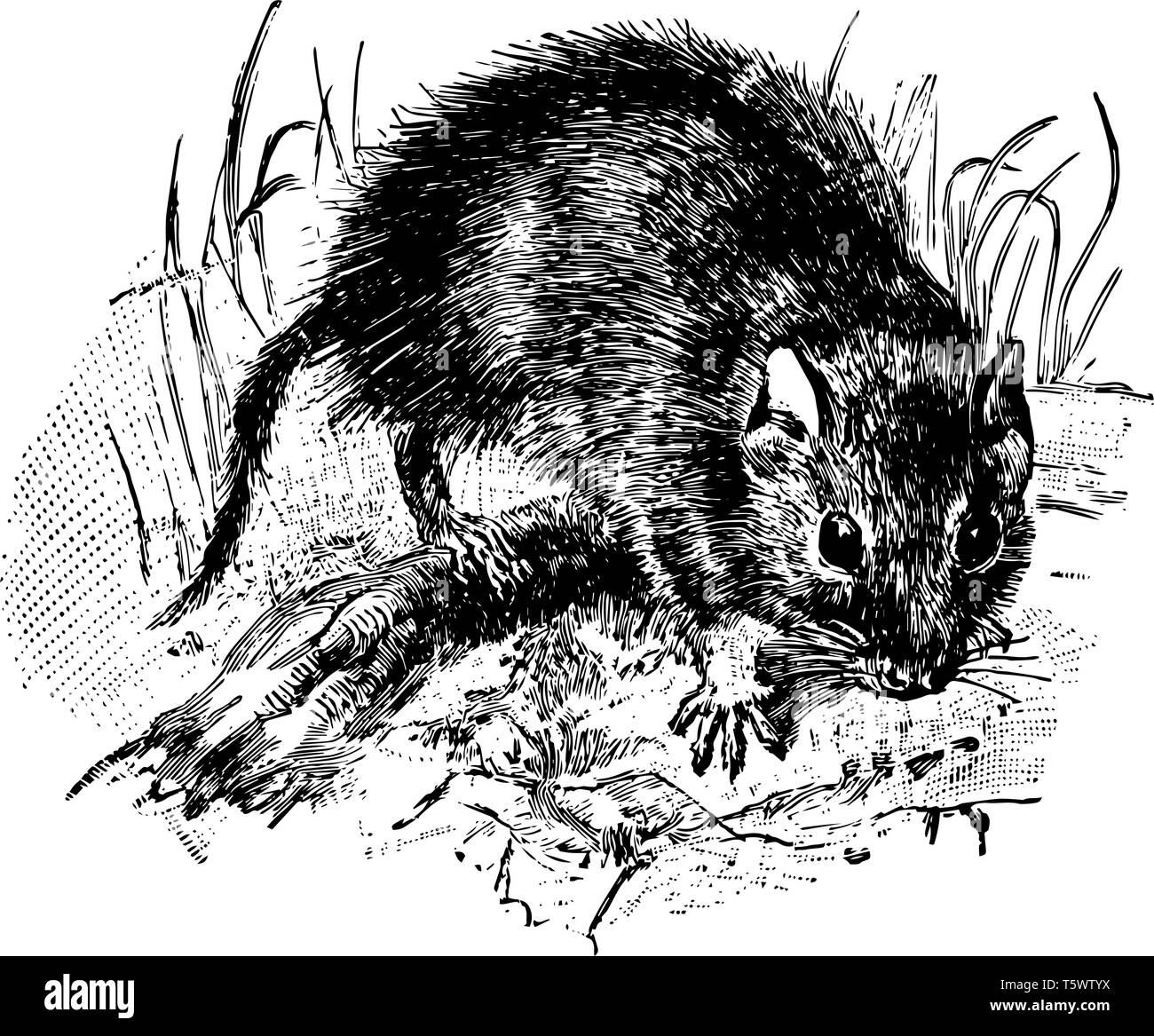 Schizodon is a genus of South American octodont rodents vintage line drawing or engraving illustration. Stock Vector