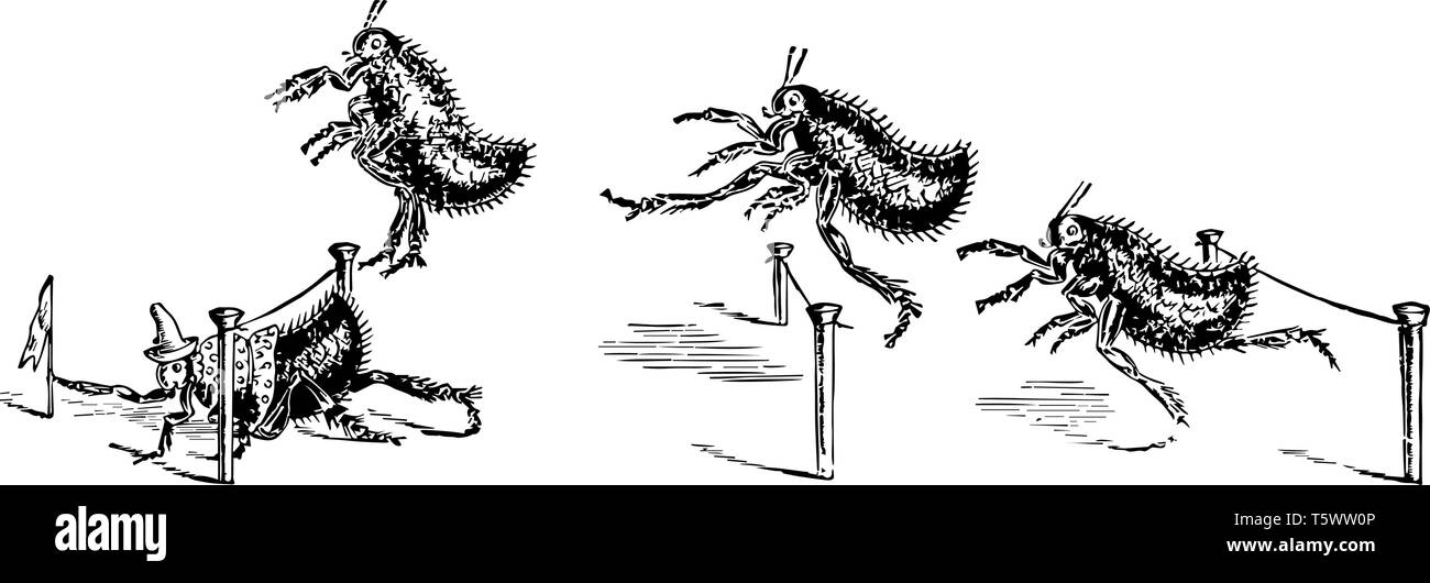 Four fleas competing in a hurdle to race the flea in first place is crawling under a hurdle and grabbing a flag vintage line drawing or engraving illu Stock Vector