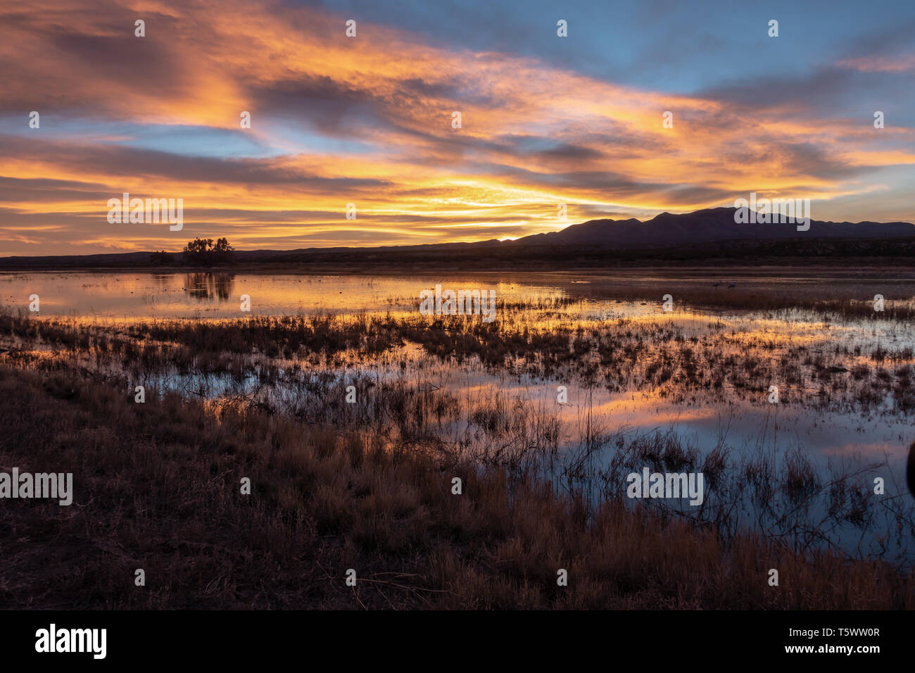 Sunset at Bosque del Apache National Wildlife Refuge in southern New Mexico, USA Stock Photo