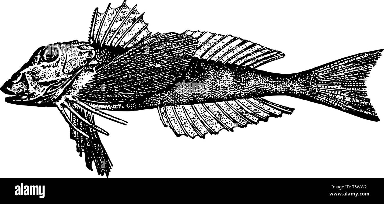 Northern Sea Robin Is A Species Of Bottom Feeders Of The Triglidae