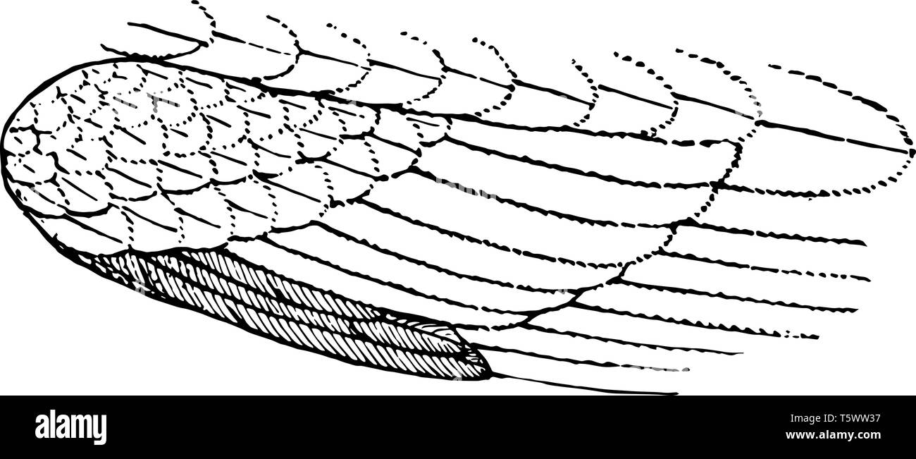 The winglet bastard wing or ala spuria of a bird vintage line drawing