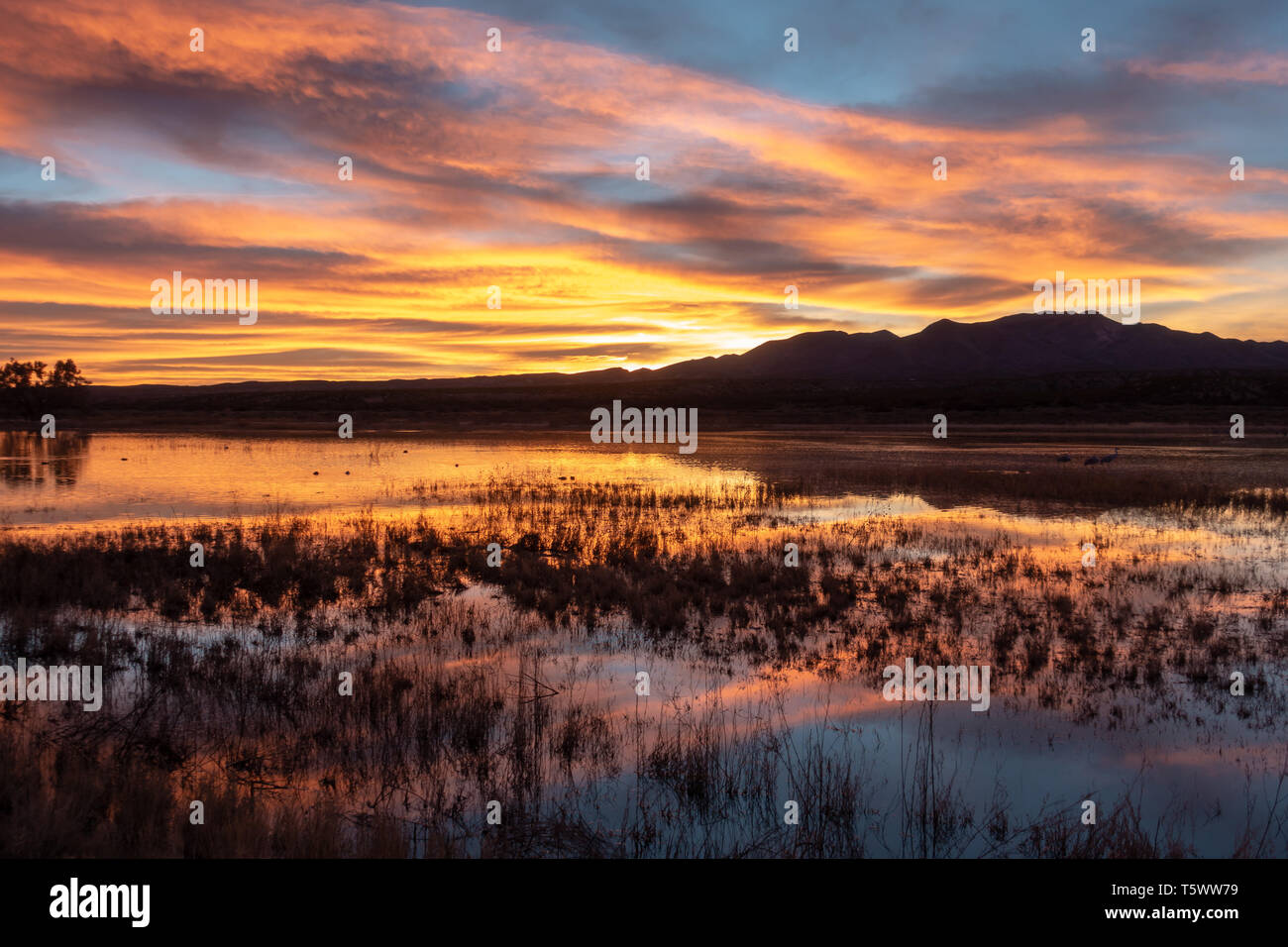 Sunset at Bosque del Apache National Wildlife Refuge in southern New Mexico, USA Stock Photo
