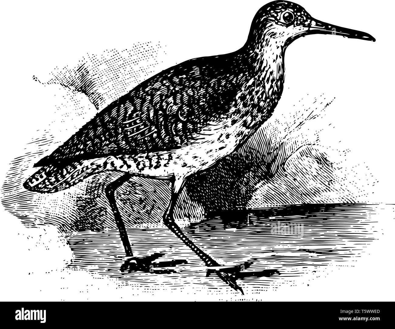 Redshank is a wading bird having red shanks vintage line drawing or engraving illustration. Stock Vector