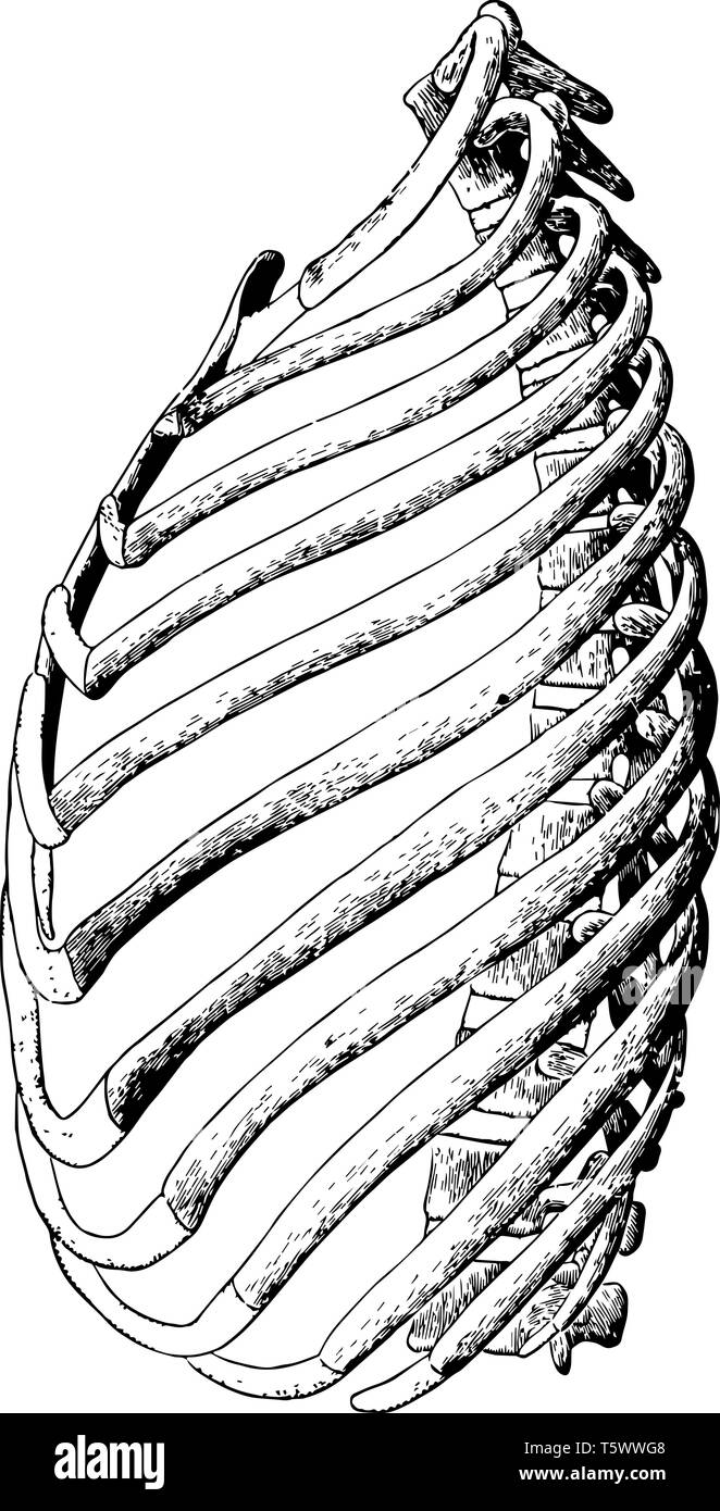 This illustration represents Ribs of the Left Side vintage line drawing