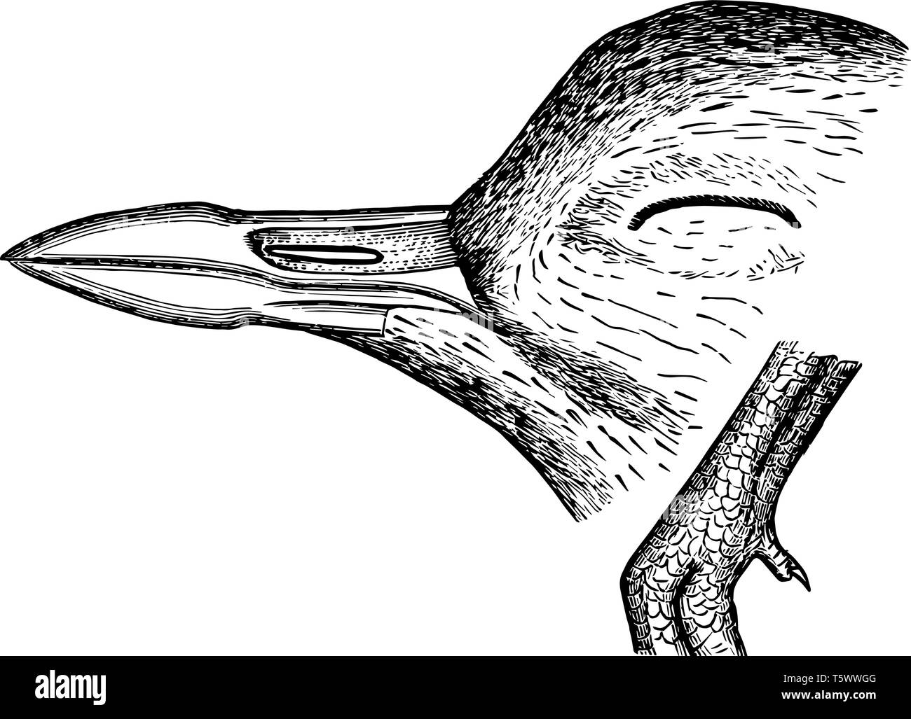 This image represents four toed Plover Bill and Hind Toe vintage line drawing or engraving illustration. Stock Vector