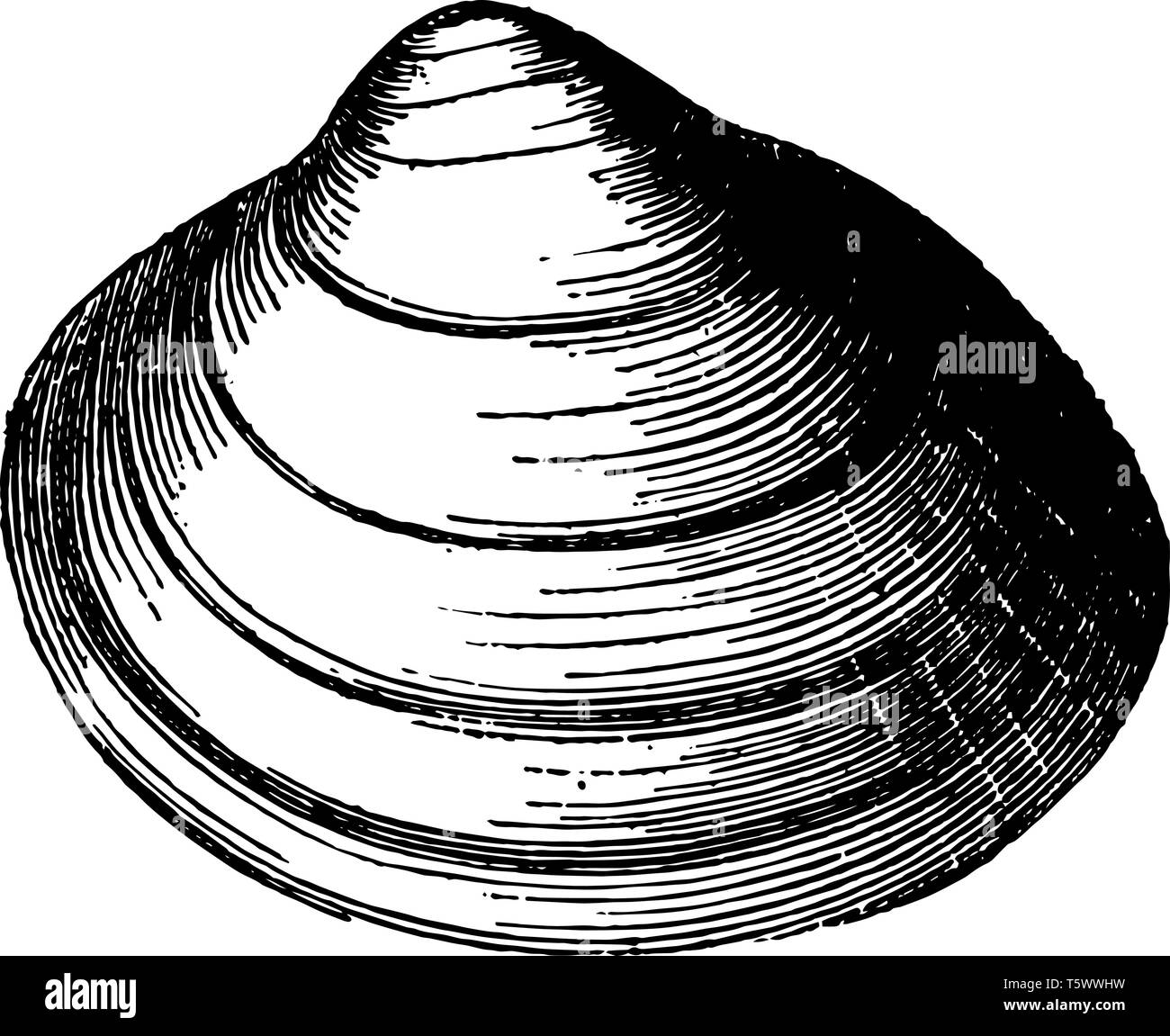 Cardium Groenlandicum is the familiar cockles are among the most widely distributed of shells vintage line drawing or engraving illustration. Stock Vector
