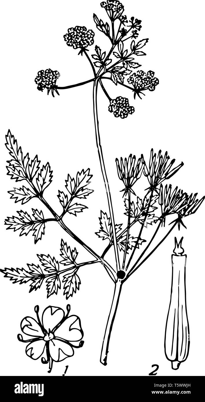 Chervil is herb used to season mild to flavouring dishes vintage line drawing or engraving illustration. Stock Vector