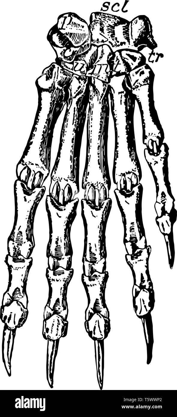 Heel and toe walk Stock Vector Images Alamy