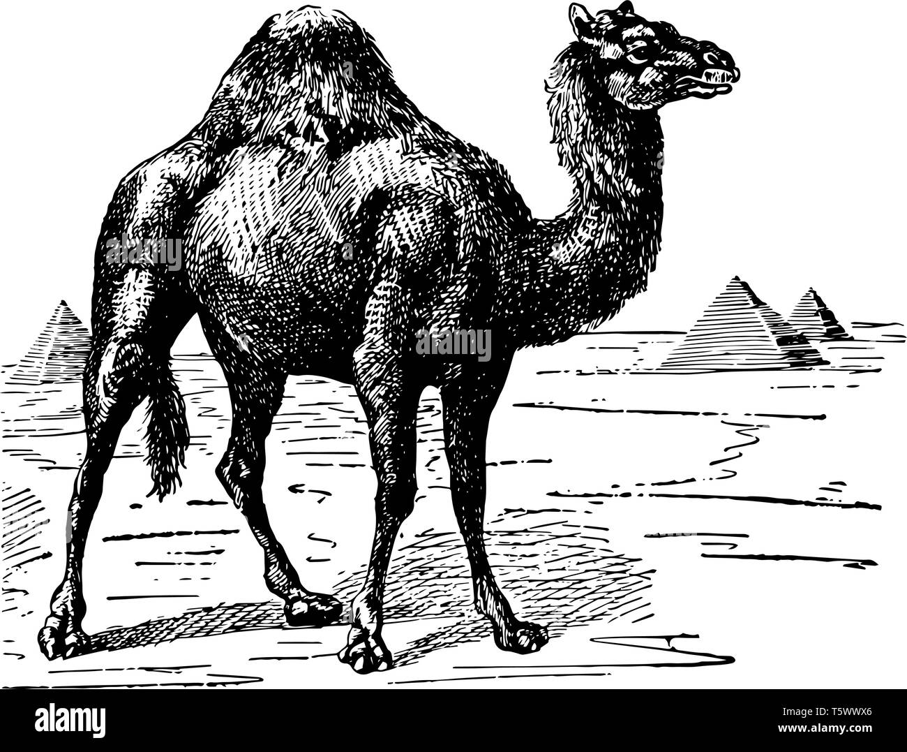 Dromedary Camel is the smallest of the three species of camel vintage line drawing or engraving illustration. Stock Vector