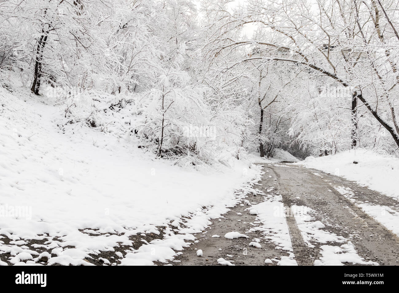 landscape of winter forest and road in the snow with traces of tires ...