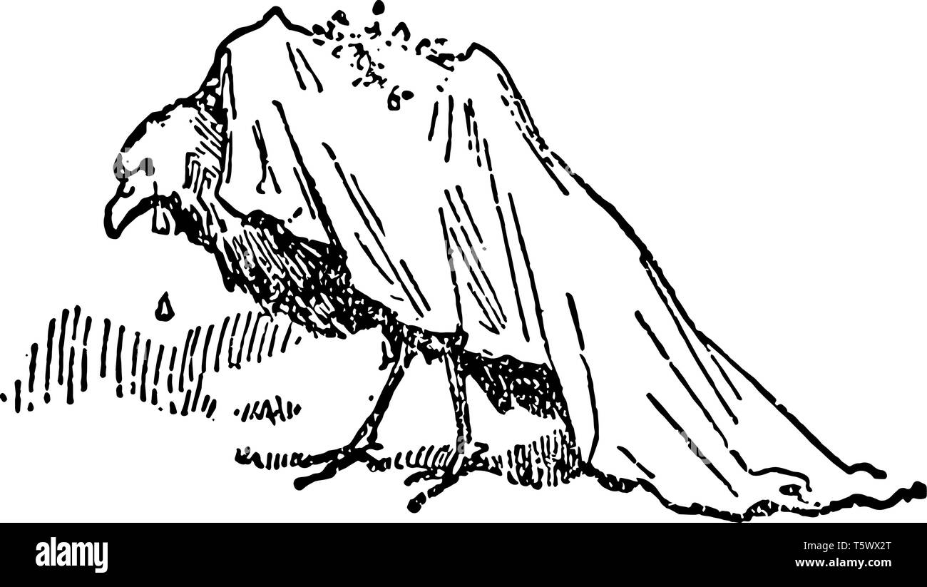 The Death And Burial Of Robin This Scene Shows A Bird Covered With Cloth And Tears Falling Down From Eyes Vintage Line Drawing Or Engraving Illustrati Stock Vector Image Art The Death And Burial Of Robin This Scene Shows A Bird Covered With Cloth And Tears Falling Down From Eyes Vintage Line Drawing Or Engraving Illustrati Stock Vector Image Art