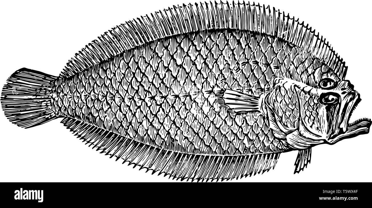 Flounder Drawing