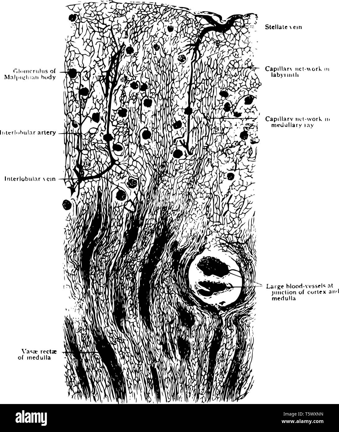 Longitudinal Section of Kidney of a Dog showing general arrangement of blood vessels of cortex vintage line drawing or engraving illustration. Stock Vector