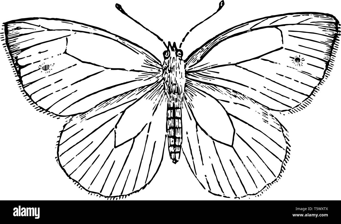 Pieris Napi is very like the cabbage butterfly vintage line drawing or engraving illustration. Stock Vector