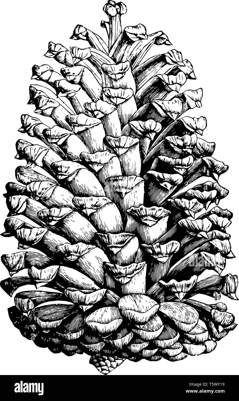 A Full Sketch Of Complete Grown Cuban Pine Cone Vintage Line Drawing Or Engraving Illustration Stock Vector Image Art Alamy