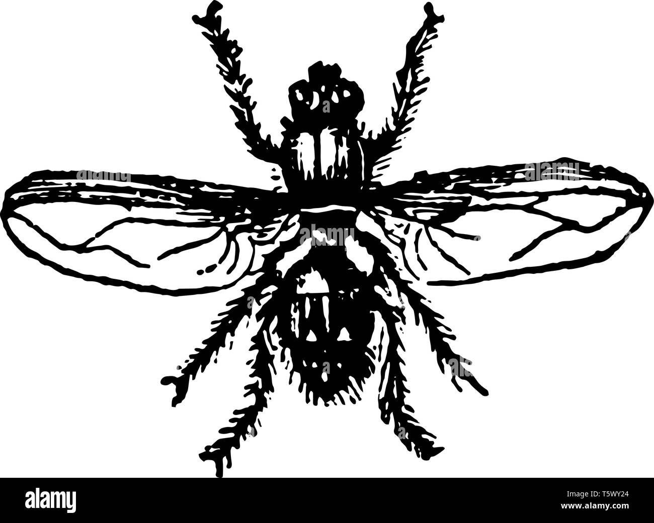 House Fly is a fly of the suborder Cyclorrhapha vintage line drawing or engraving illustration. Stock Vector