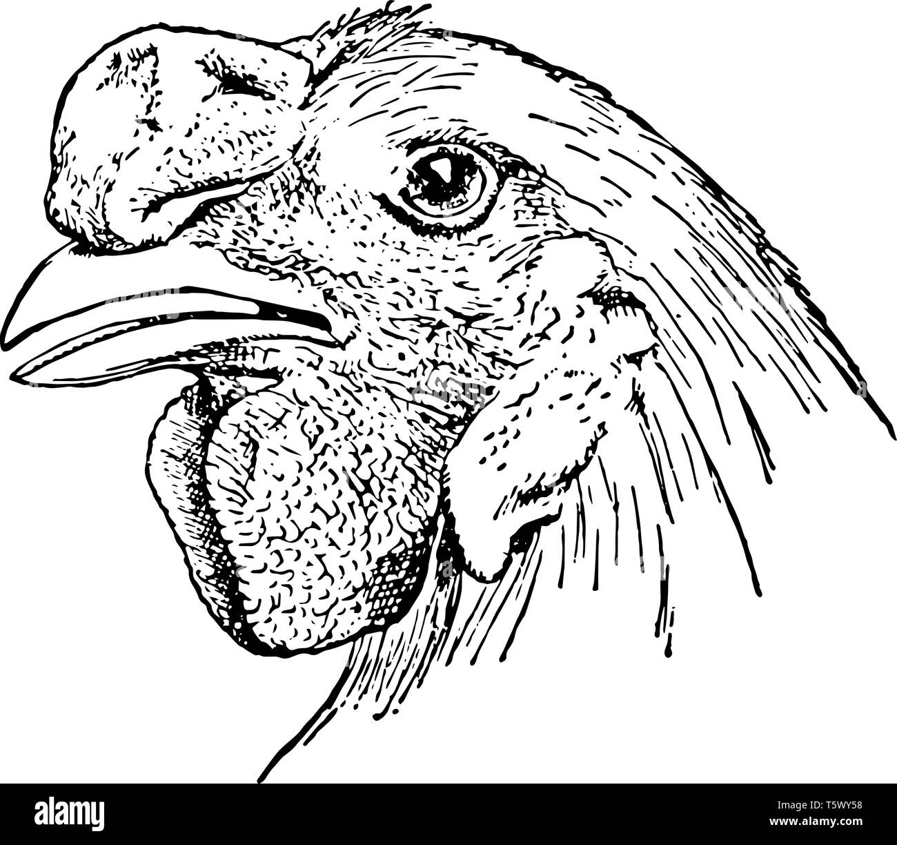 This illustration represents Chicken Head with Walnut Comb vintage line