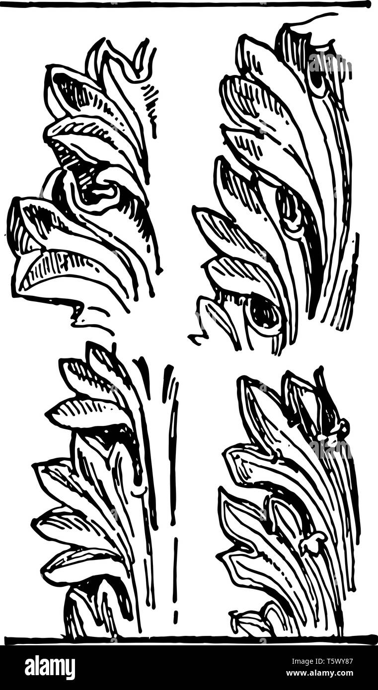 Acanthus Leaves an ornament may be carved into stone wood to resemble