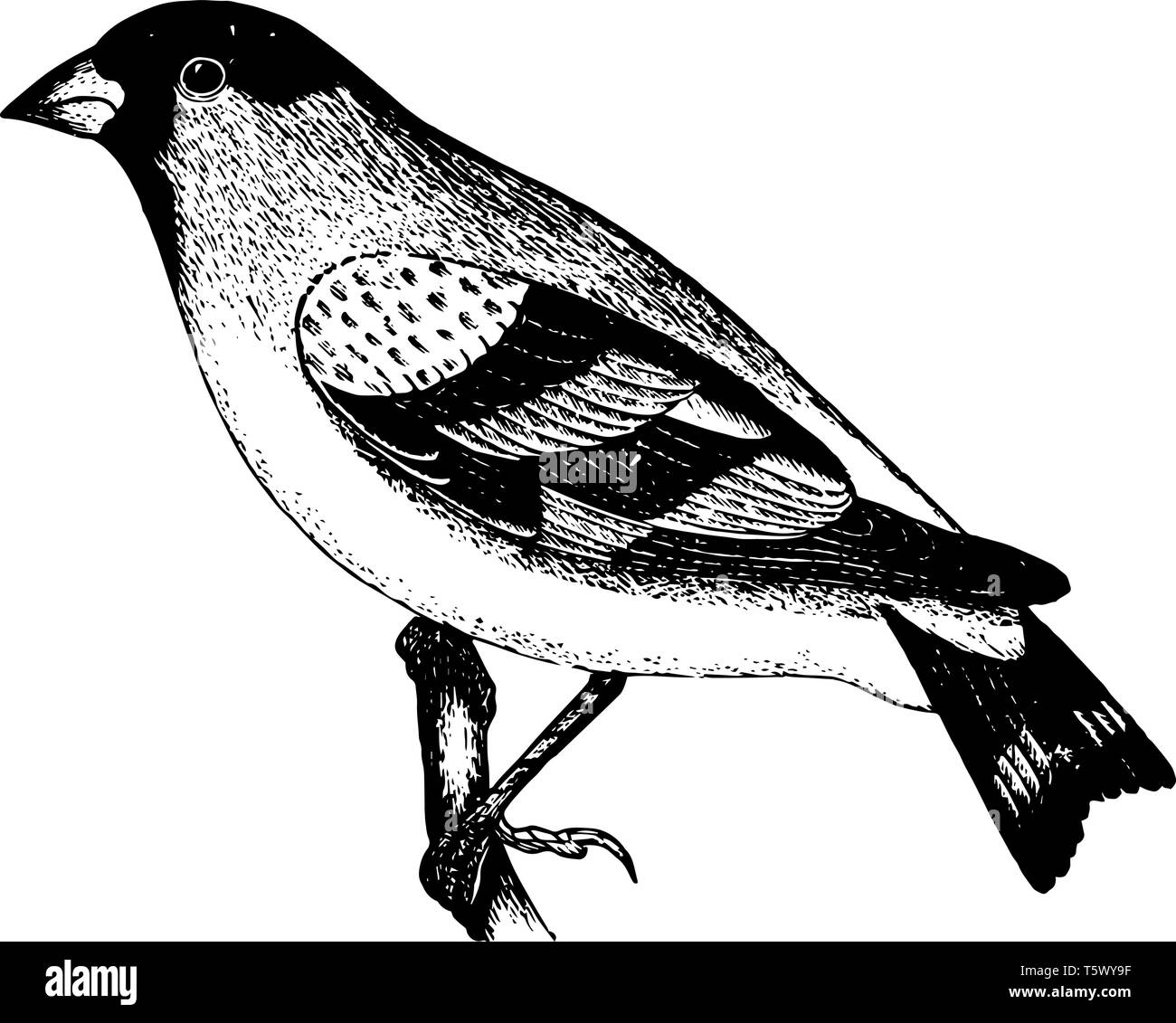 This illustration represents lawrence Goldfinch vintage line drawing or engraving illustration. Stock Vector