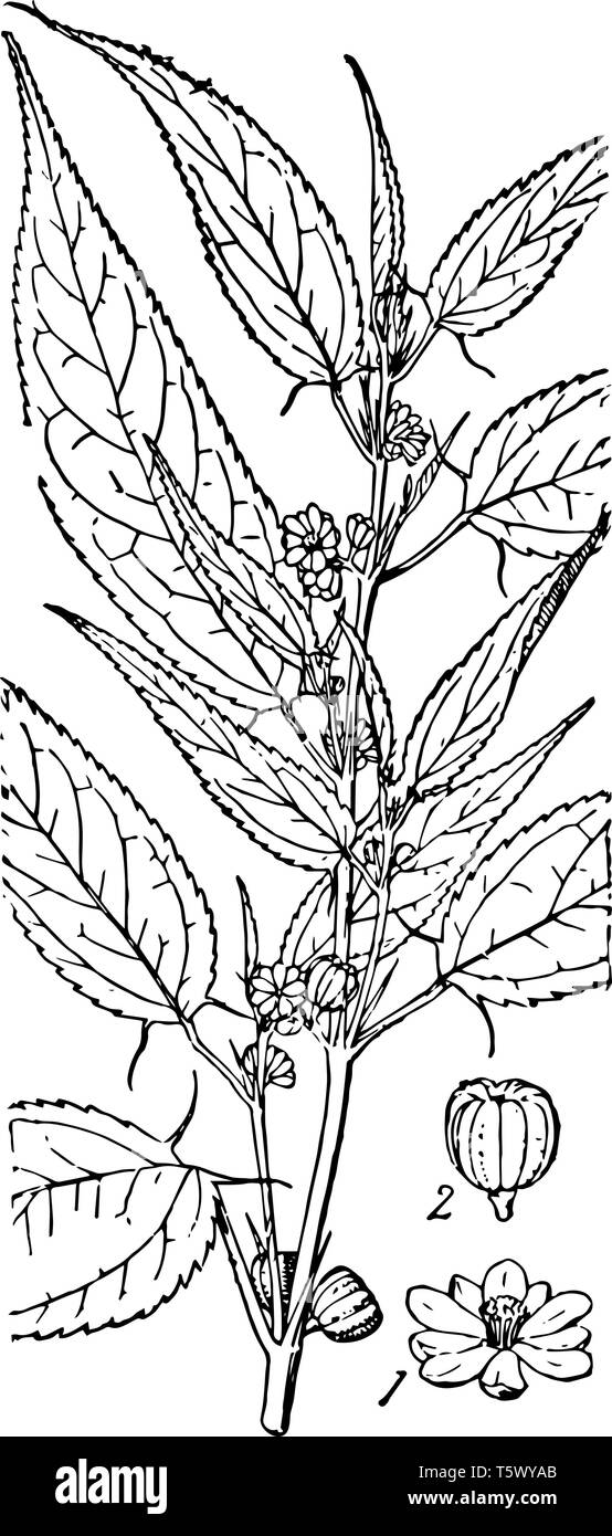 Jute bales Stock Vector Images Alamy