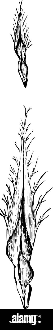 Lemonade pine leaves commonly found in the South Atlantic and Gulf states are 9 to 12 inches long vintage line drawing or engraving illustration. Stock Vector