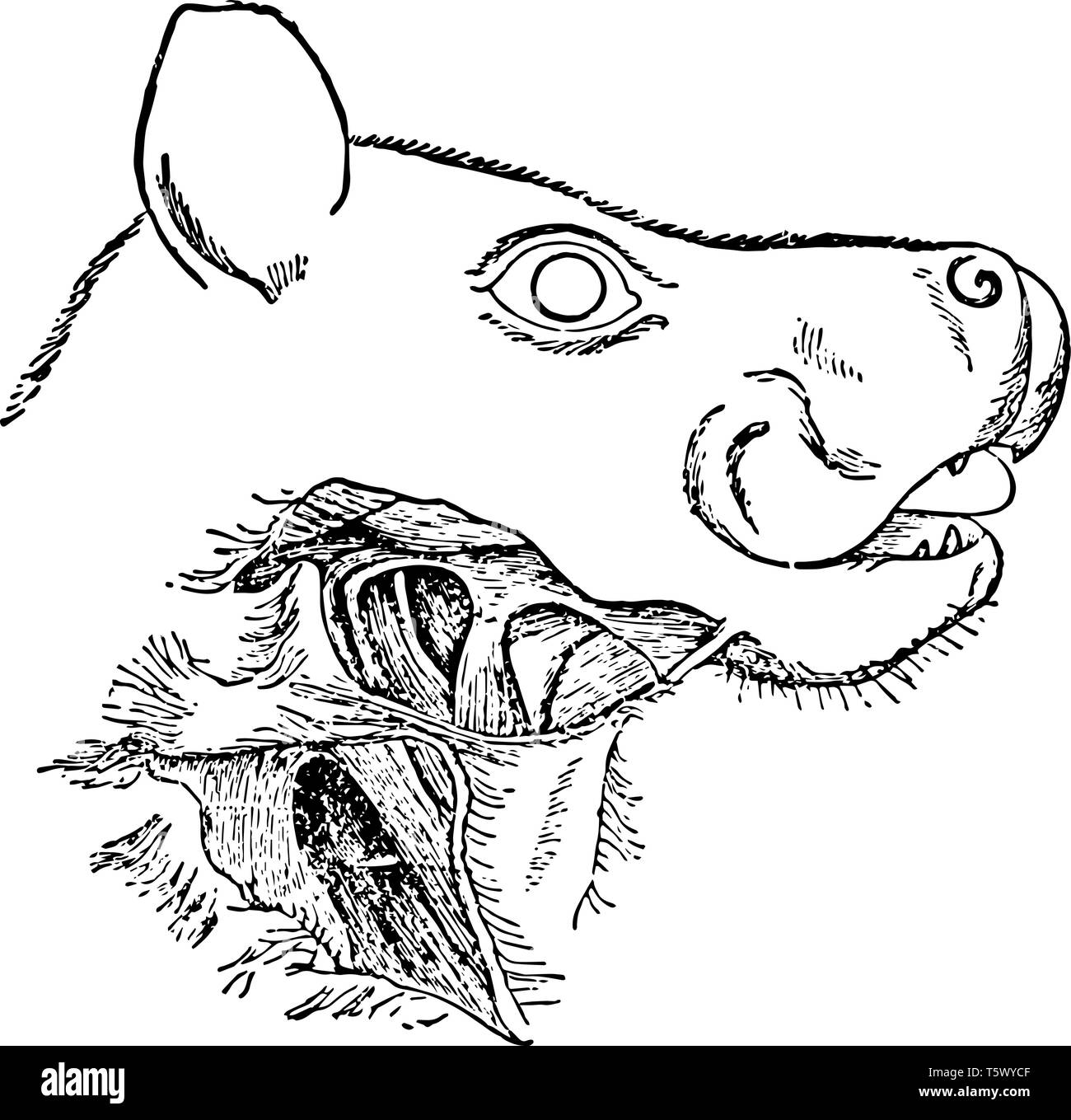 Head and Neck of Singing Fruit Bat have two large pharyngeal sacs and an enlarged larynx, vintage line drawing or engraving illustration. Stock Vector