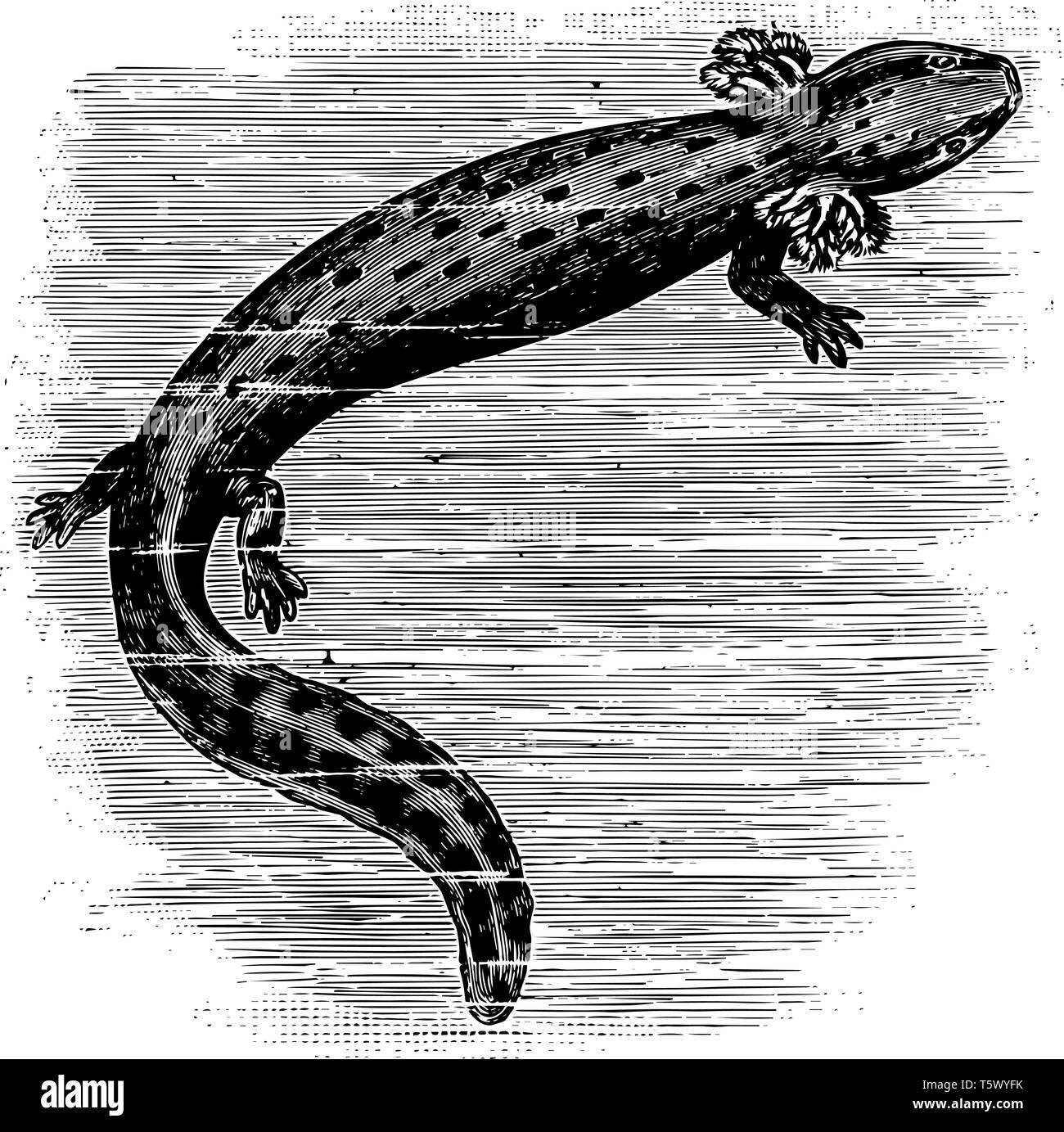 Salamander drawing Black and White Stock Photos & Images Alamy