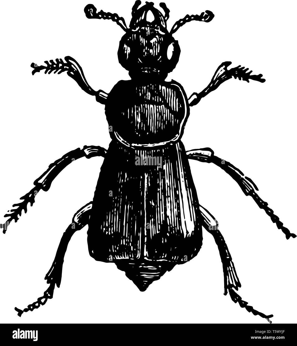Necrophorus Germanicus which are honest undertakers vintage line drawing or engraving illustration. Stock Vector