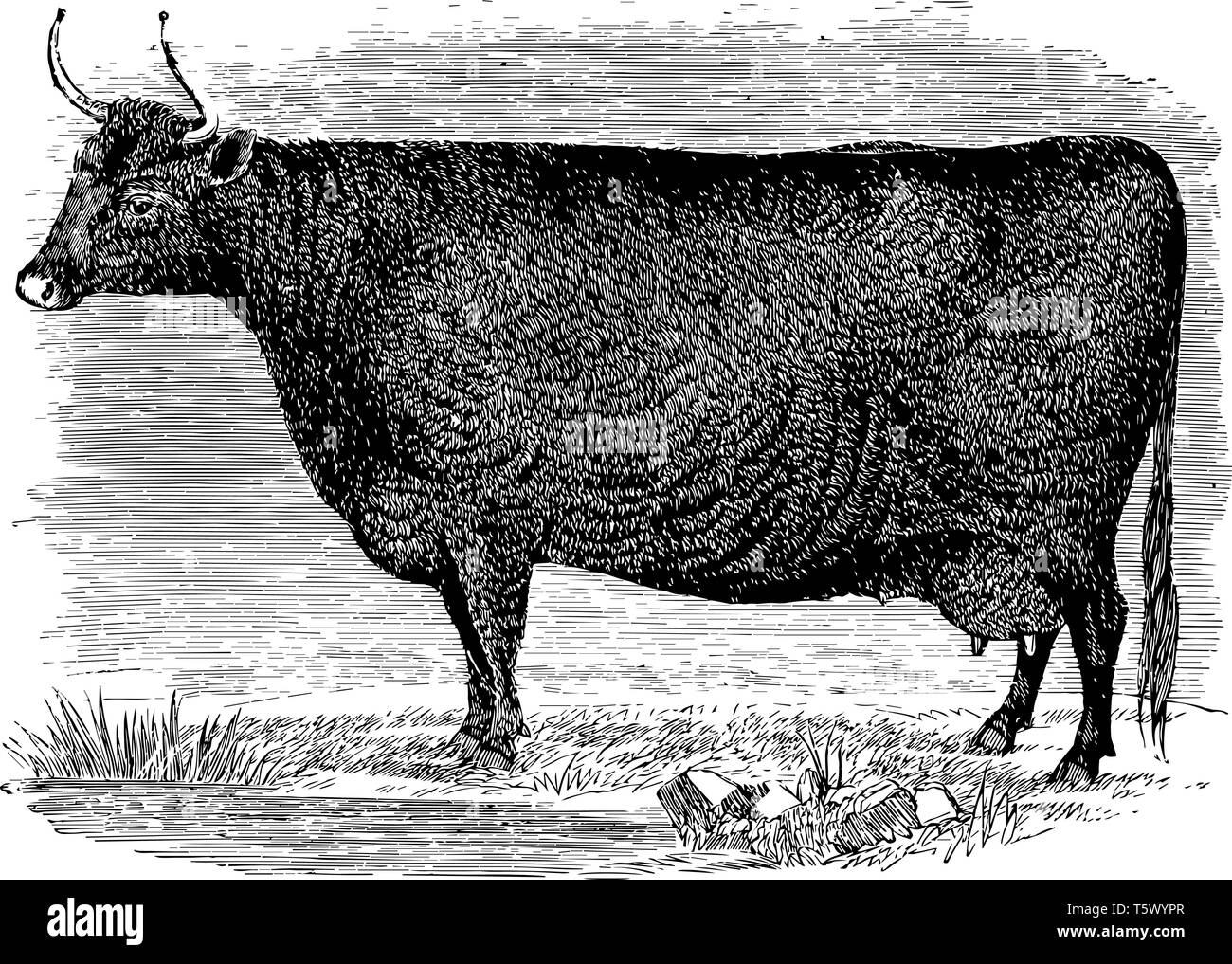 Cow Coloring Images  Free Download on Freepik