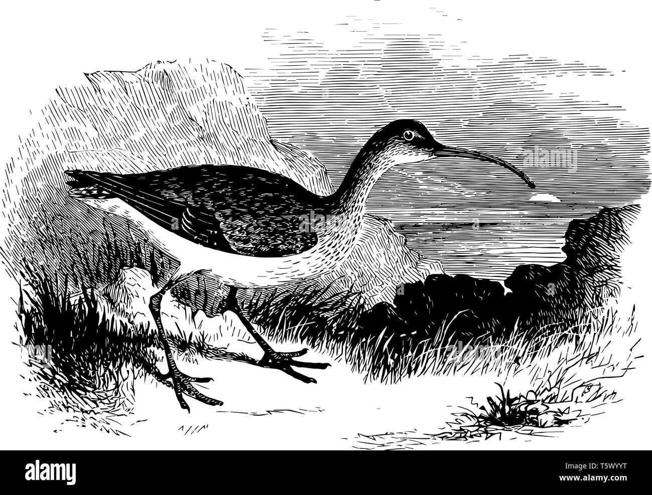 This diagram represents Hudsonian Curlew vintage line drawing or ...