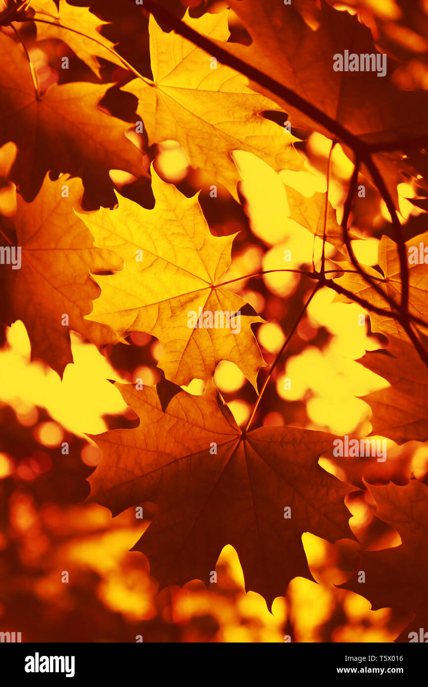 Beautiful autumn background with leaves of maple tree Stock Photo - Alamy