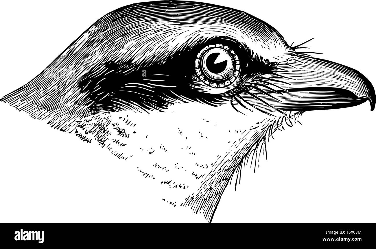Different types of bird beaks  Bird beaks Bird drawings Bird sketch