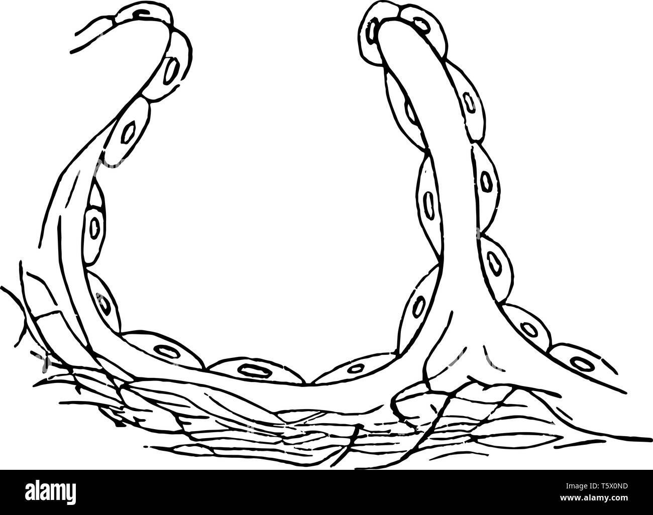 This illustration represents Diagrammatic view of an air sac vintage