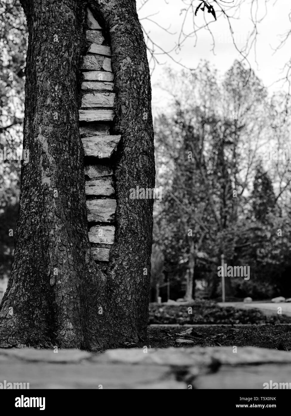 a tree in the urban park with some stone bricks in the middle of the timber trunk Stock Photo