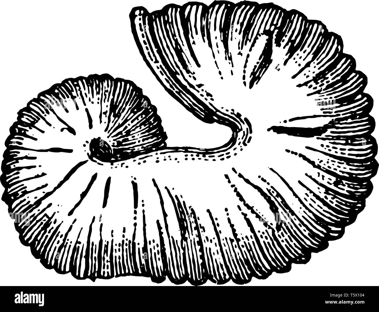 Extinct Cephalopod Fossil Scaphites equalis is a species of extinct cephalopods that thrived during the Cretaceous period vintage line drawing or engr Stock Vector
