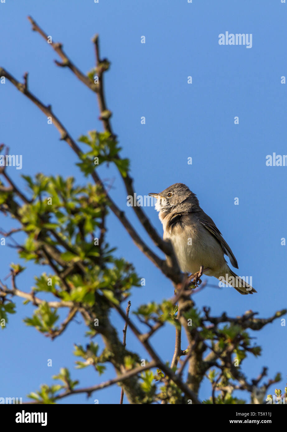 Whitethroat (Sylvia communis) peaked crown long tail grey head white throat brown back buff underparts outer tail feathers are white. Perched singing. Stock Photo