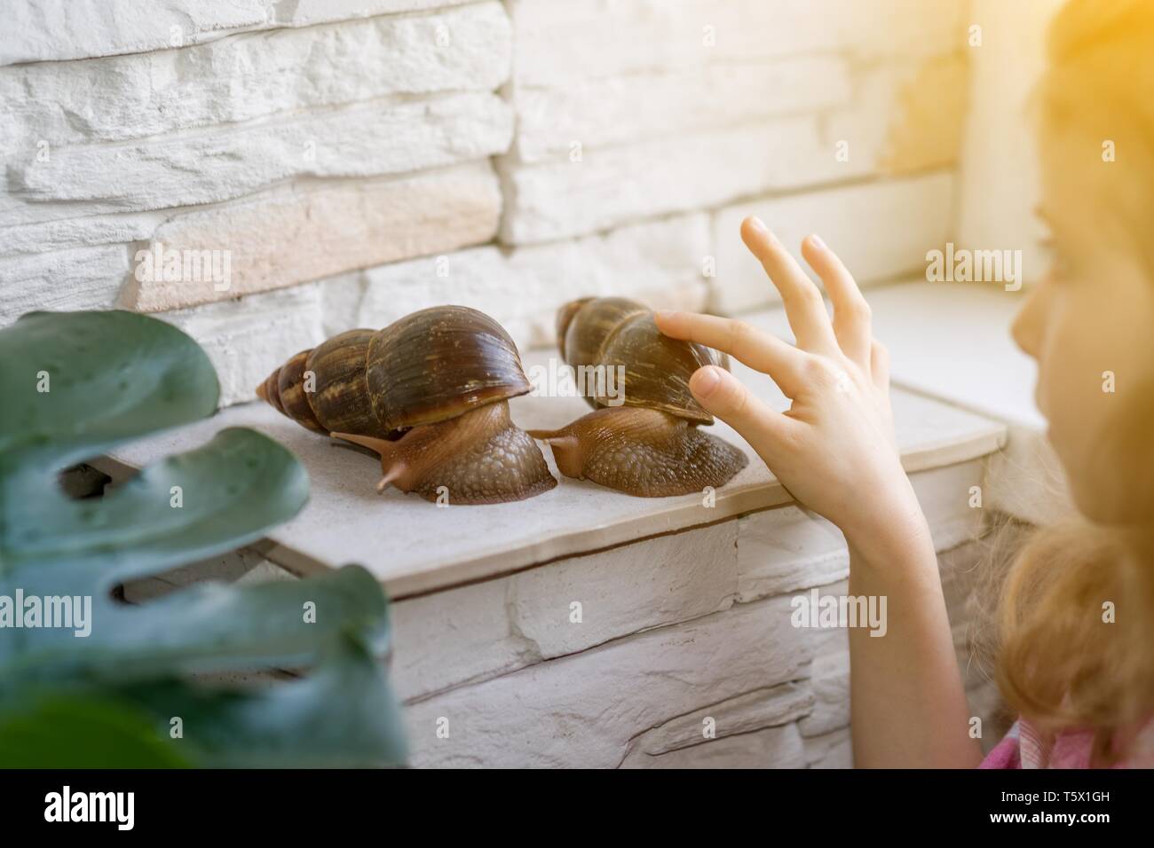 A little girl is playing with two big Achatine snails Stock Photo