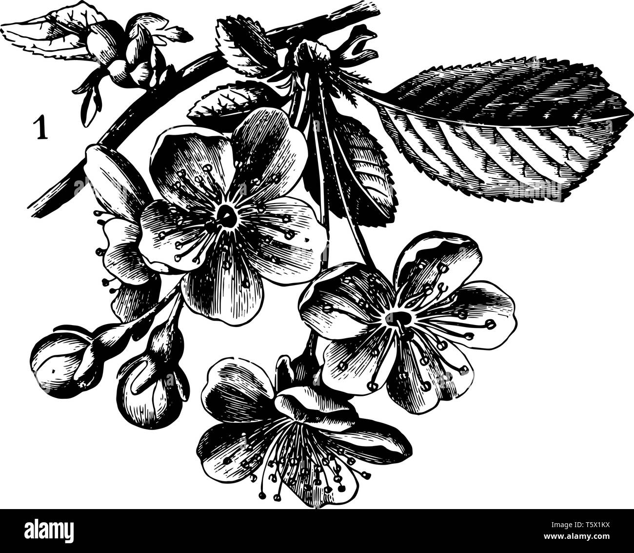 Flowers is long slightly curved line for the stalk it is easier by using basic shapes and work to shade in the petal vintage line drawing or engraving Stock Vector