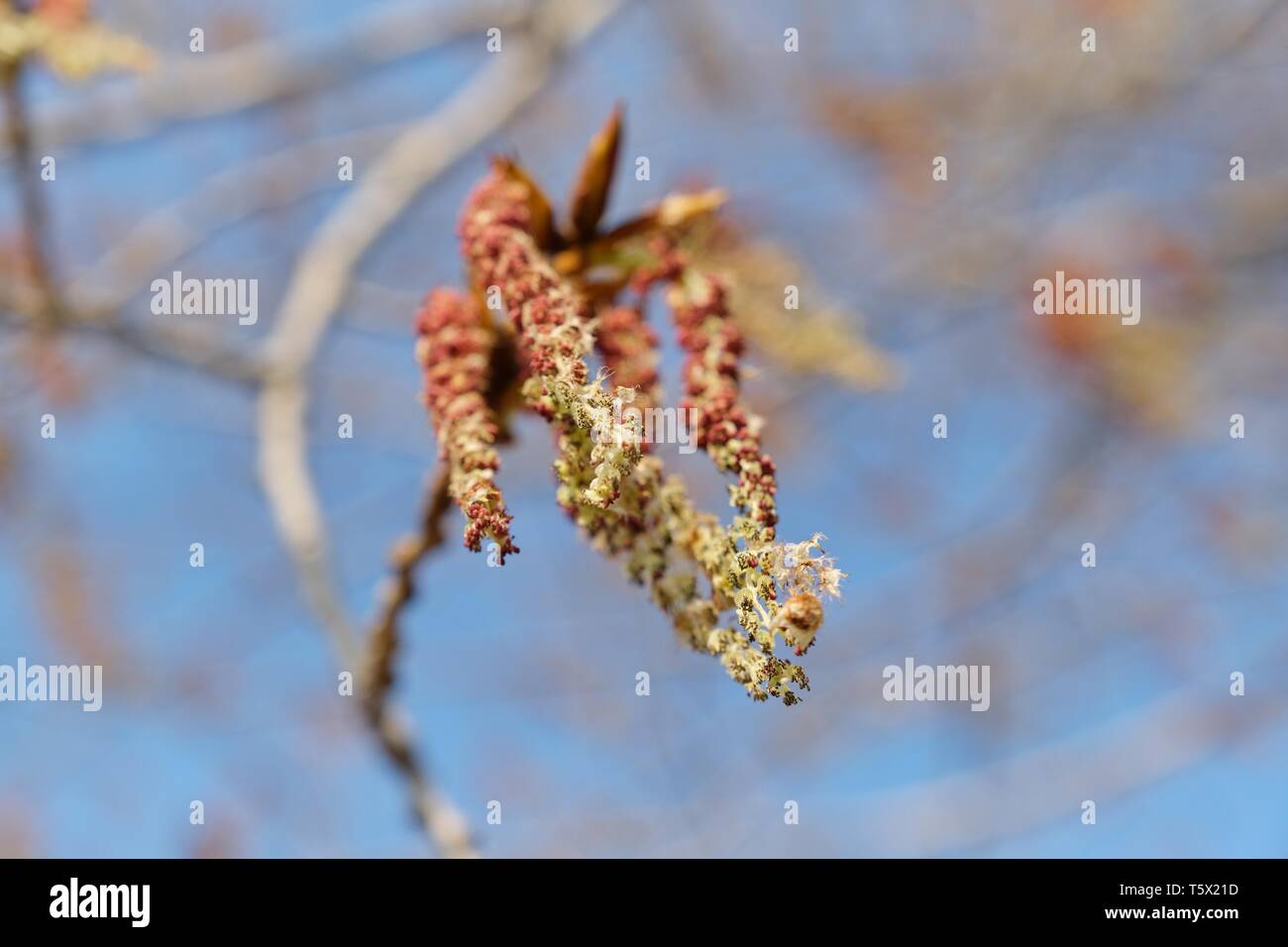 Spring background image, March, April. Poplar tree in bloom, branch closeup background blue clear sky. Stock Photo