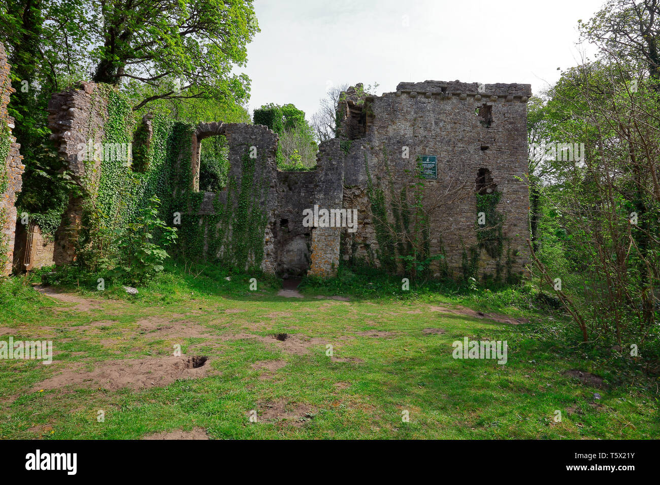 Candleston castle ruins in amid the sand dunes of Merthyr Mawr near