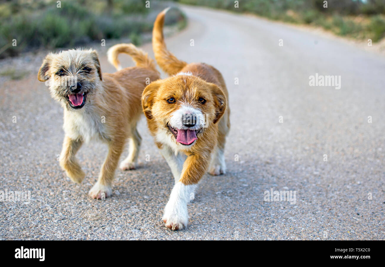 Two small cute stray dogs pet on the road look at you an chase you. Lost stray pets without an owner. Friendly dog lonely stray in Murcia street, Spain, 2019. Stock Photo