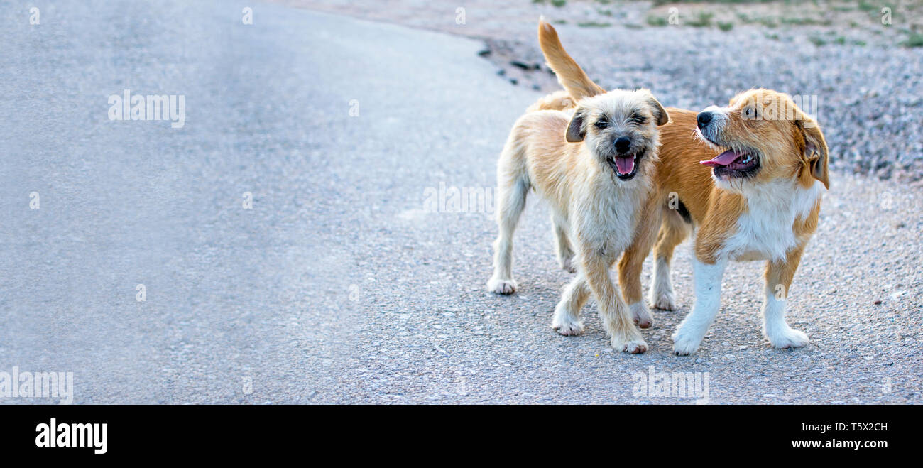 Two small cute stray dogs pet on the road look at you an chase you. Lost stray pets without an owner. Friendly dog lonely stray in Murcia street, Spain, 2019. Stock Photo