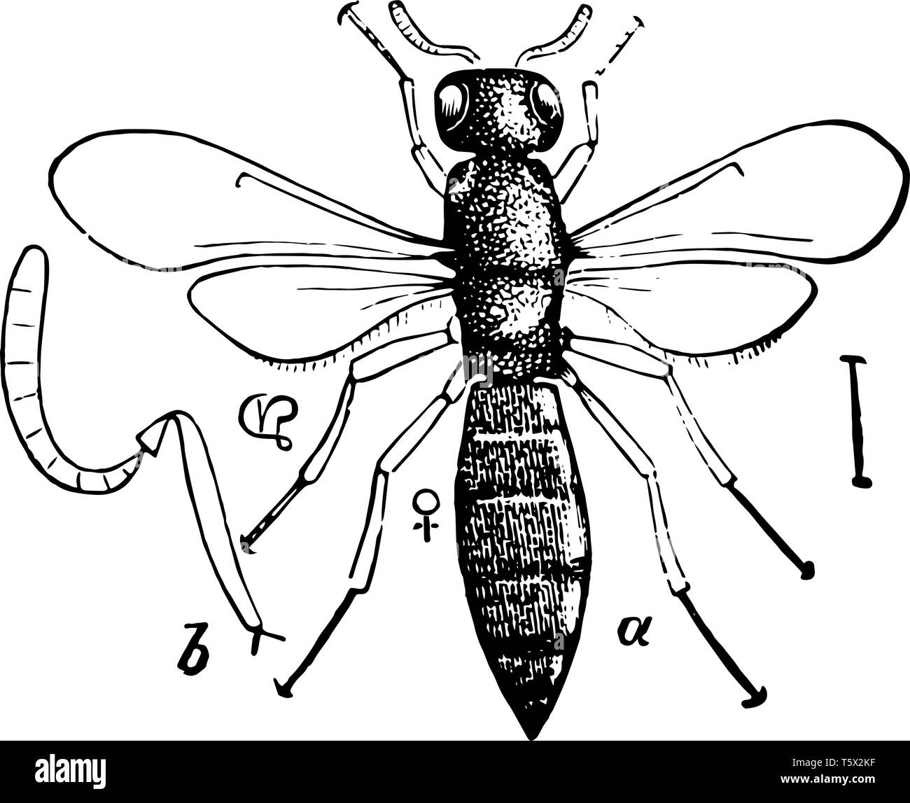 Scelio is a genus of parasitic insects of the Proctotrypidae family vintage line drawing or engraving illustration. Stock Vector