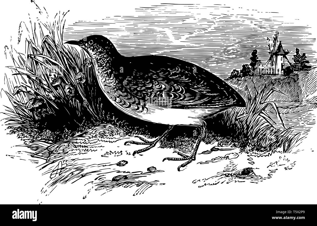 Quail Black and White Stock Photos & Images - Alamy