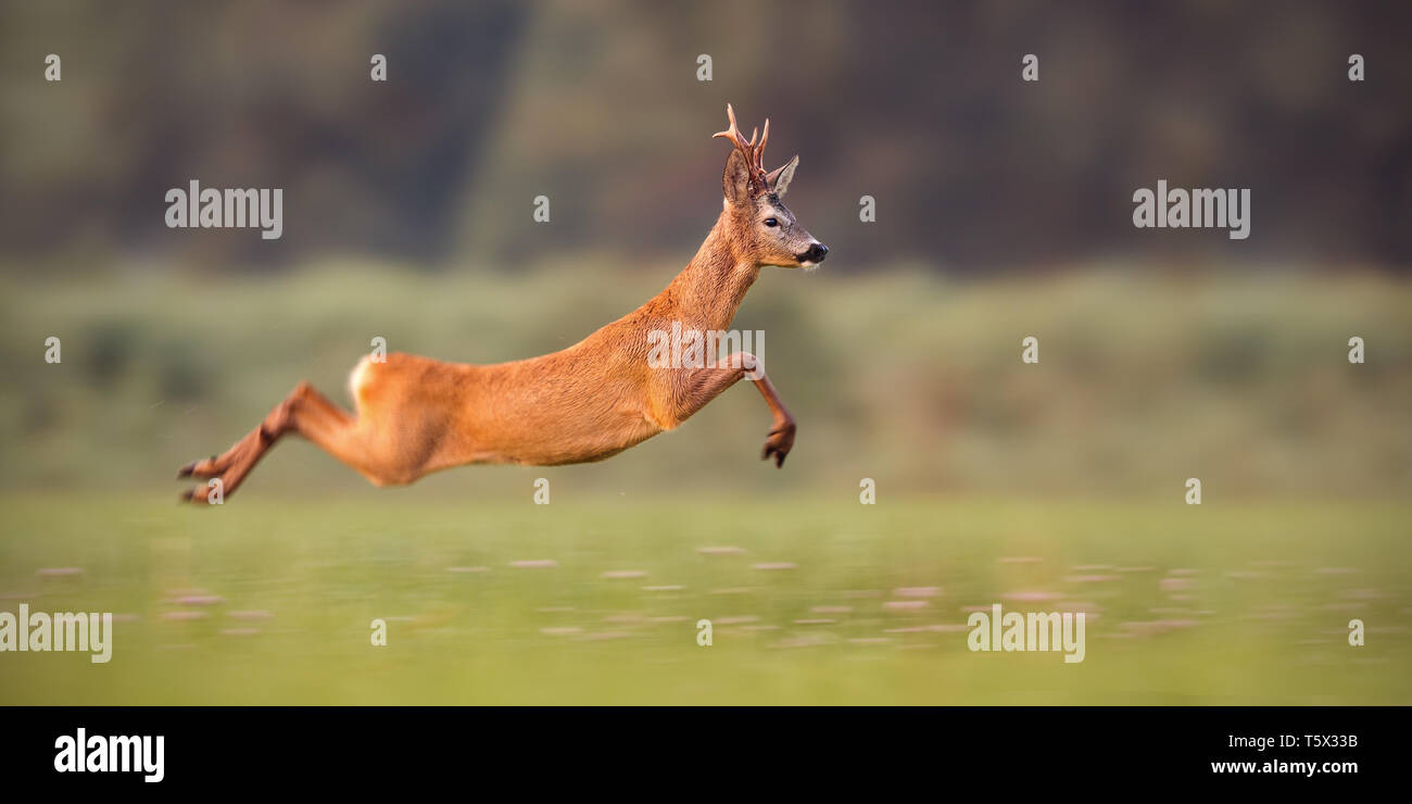 Roe deer buck sprinting fast in summer Stock Photo