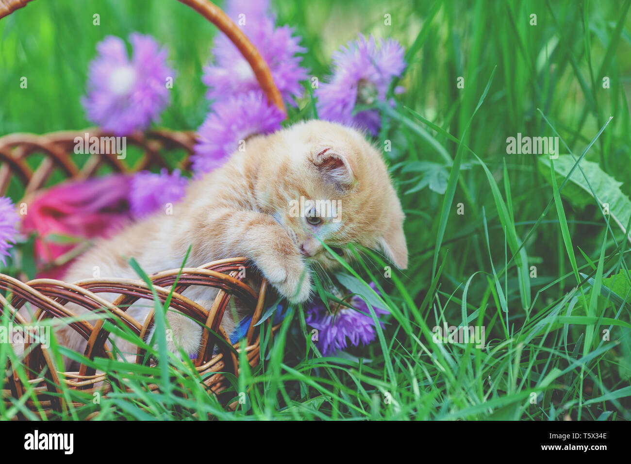 Cute little red kitten sitting in a basket on a flower lawn Stock Photo ...