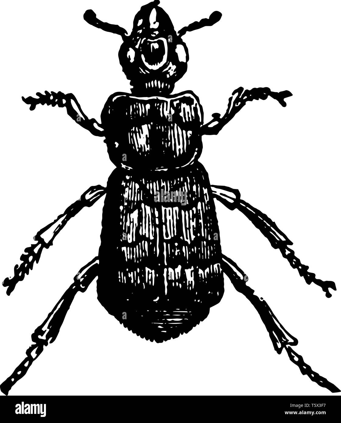 Necrophorus Vespillo which is of interest because in North America vintage line drawing or engraving illustration. Stock Vector