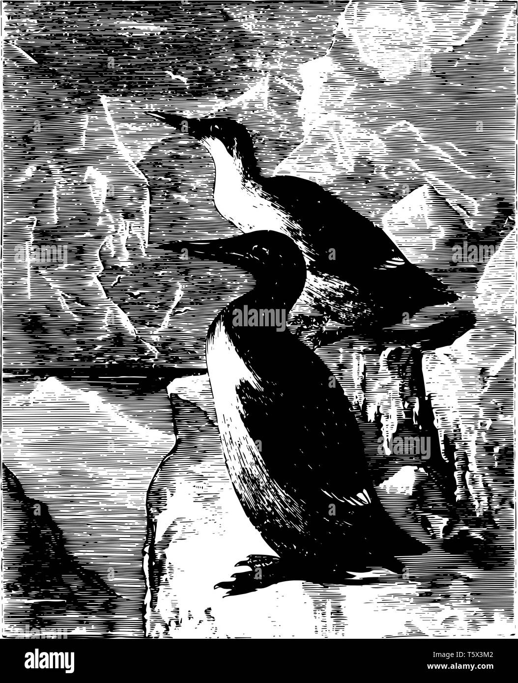 Murres in which under parts from the throat pure white vintage line drawing or engraving illustration. Stock Vector