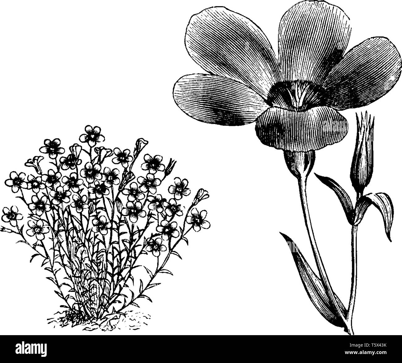 Linum Grandiflorum is a flowering plant and it is a species of flax. Its flowers are rose colored, vintage line drawing or engraving illustration. Stock Vector
