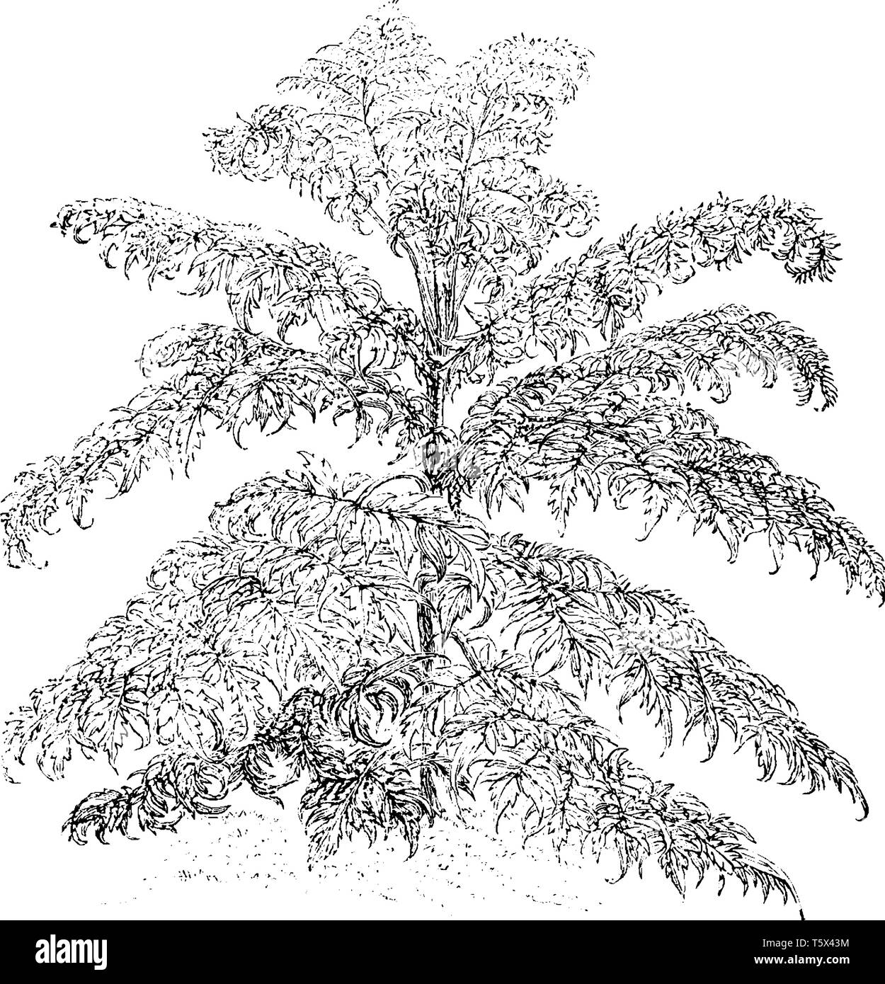The Rhus Glabra Laciniata plant leaves are alternate, compound with 11-31 leaflets, with a serrated margin, vintage line drawing or engraving illustra Stock Vector